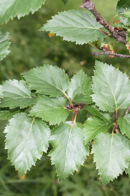Alternative view of Birki og indigo