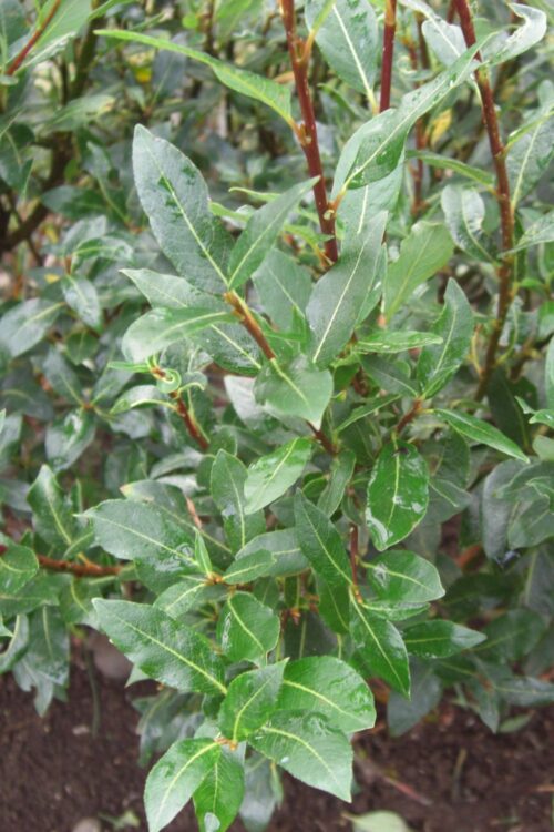 Alternative view of Gulvíðir og indigo